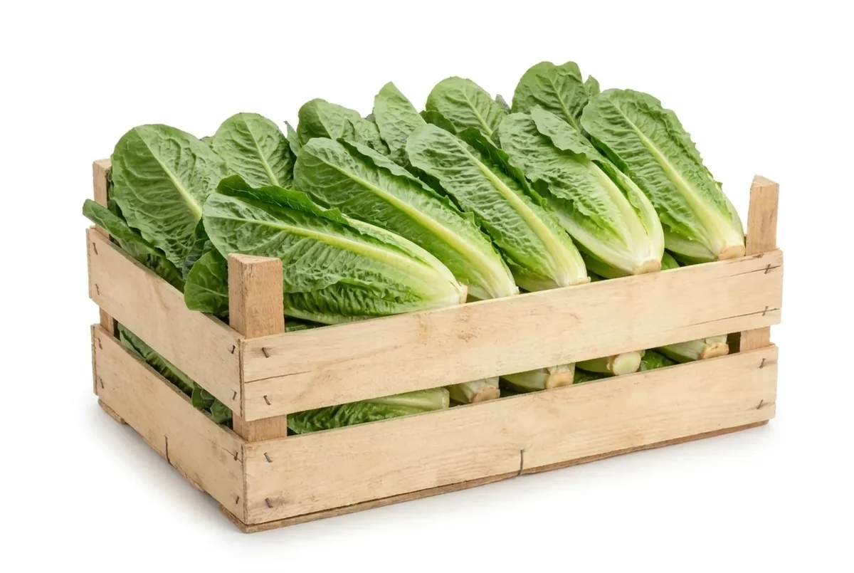 Romana Salat, 12er Kiste