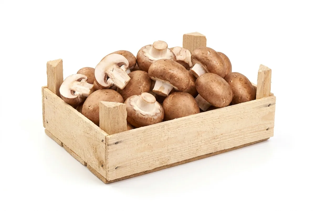 Champignons braun, 3kg Kolli