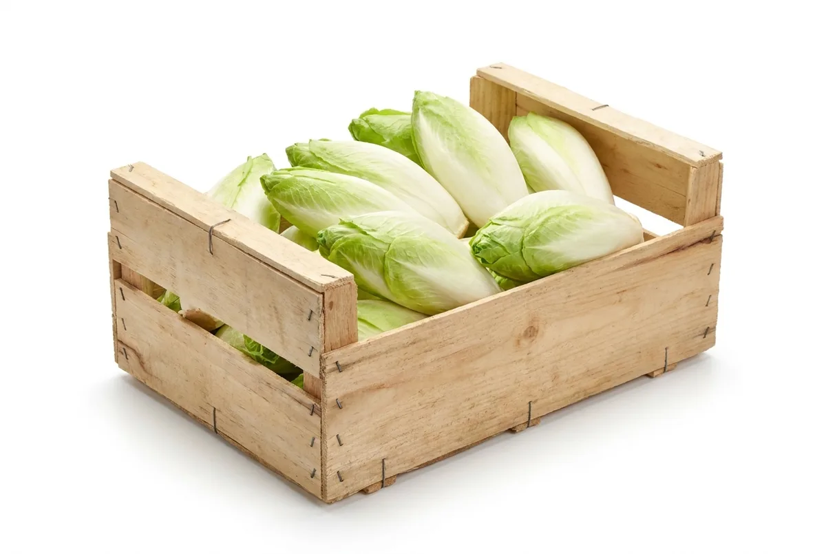Chicoree, 5kg Kiste