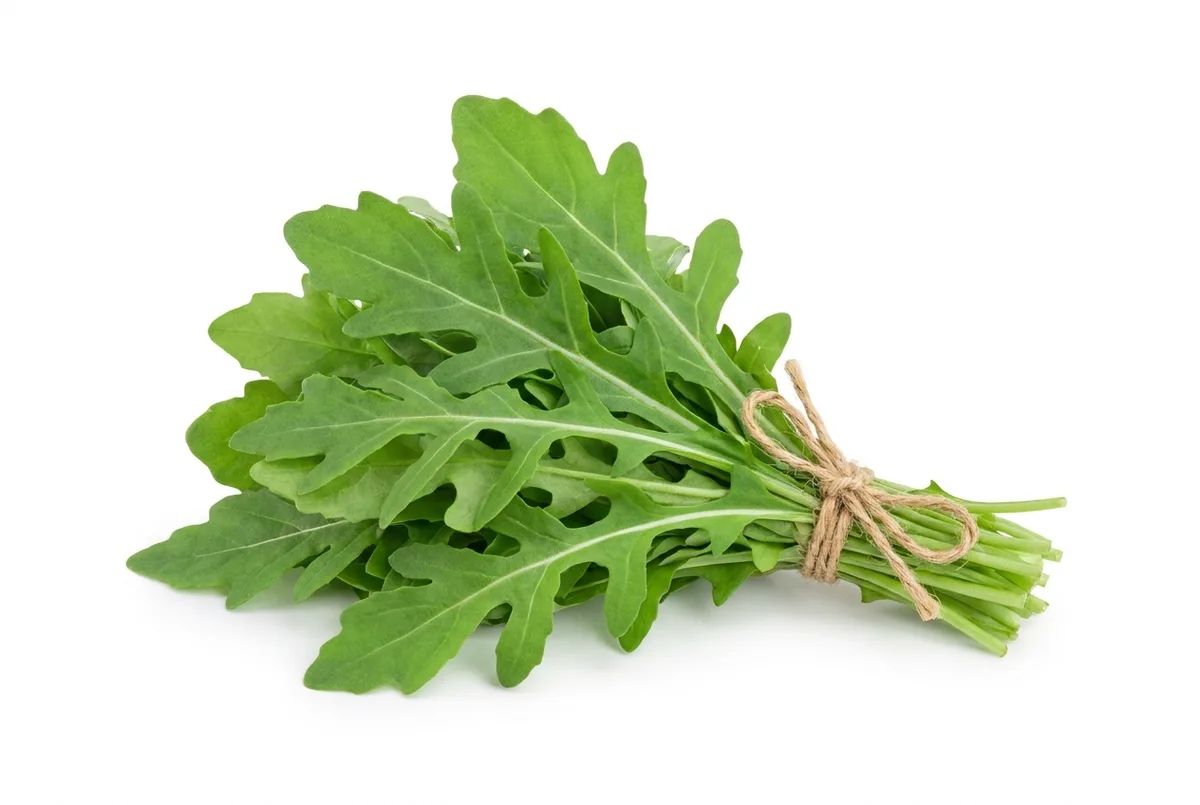 Rucola, 20er Bund