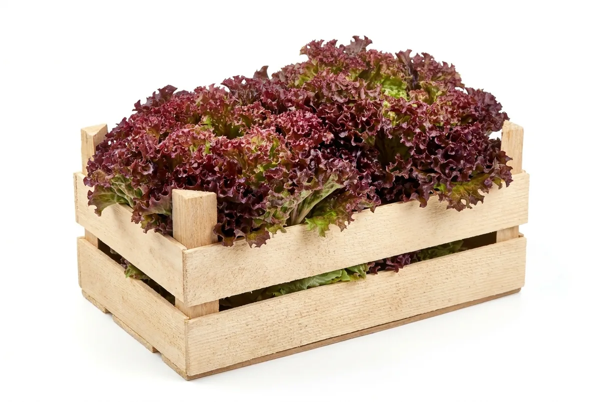 Lollo Rosso, 9er Kiste