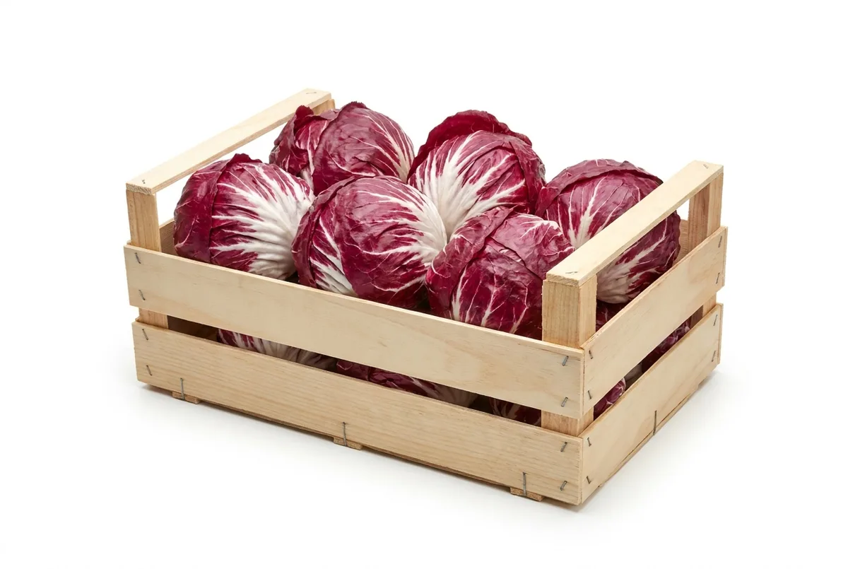 Radicchio, 3kg Kiste