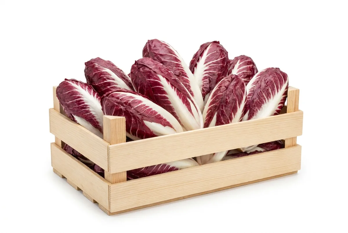 Radicchio Lungo, 4,4kg Kiste