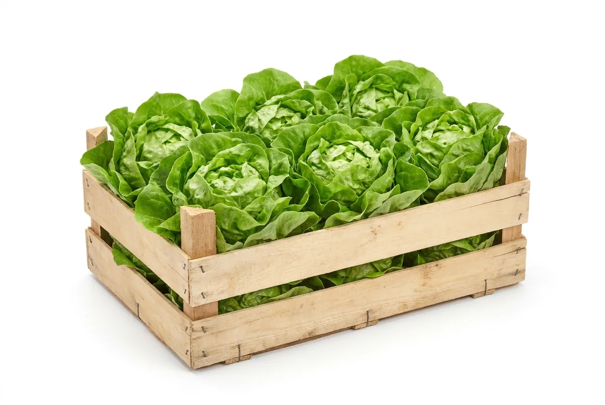 Kopfsalat, 12er Kiste 400g